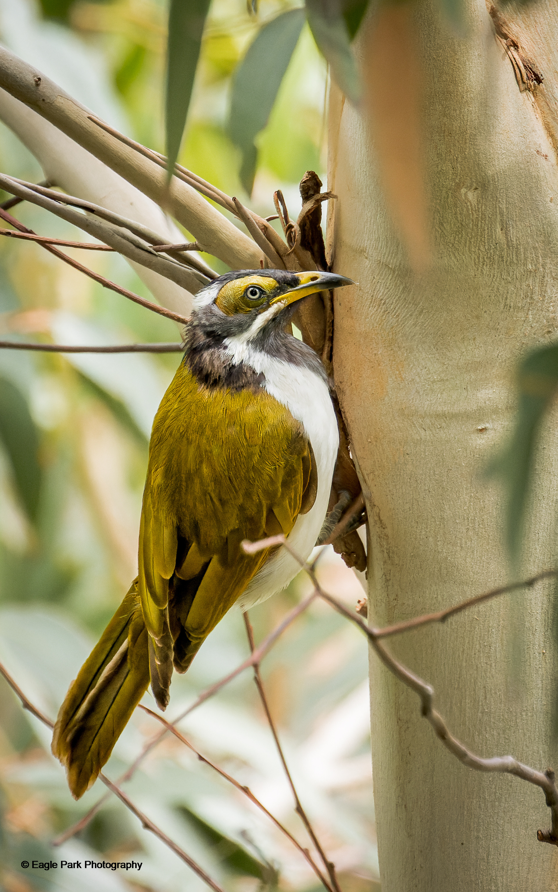 Blue Faced Honeyeater