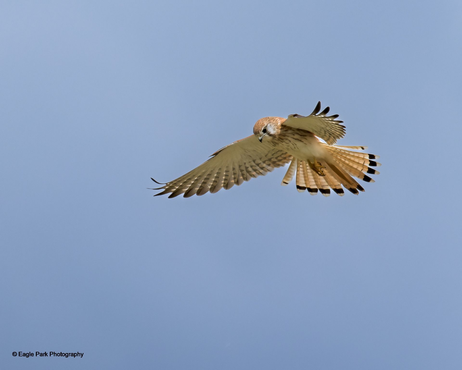 Nankeen Kestral
