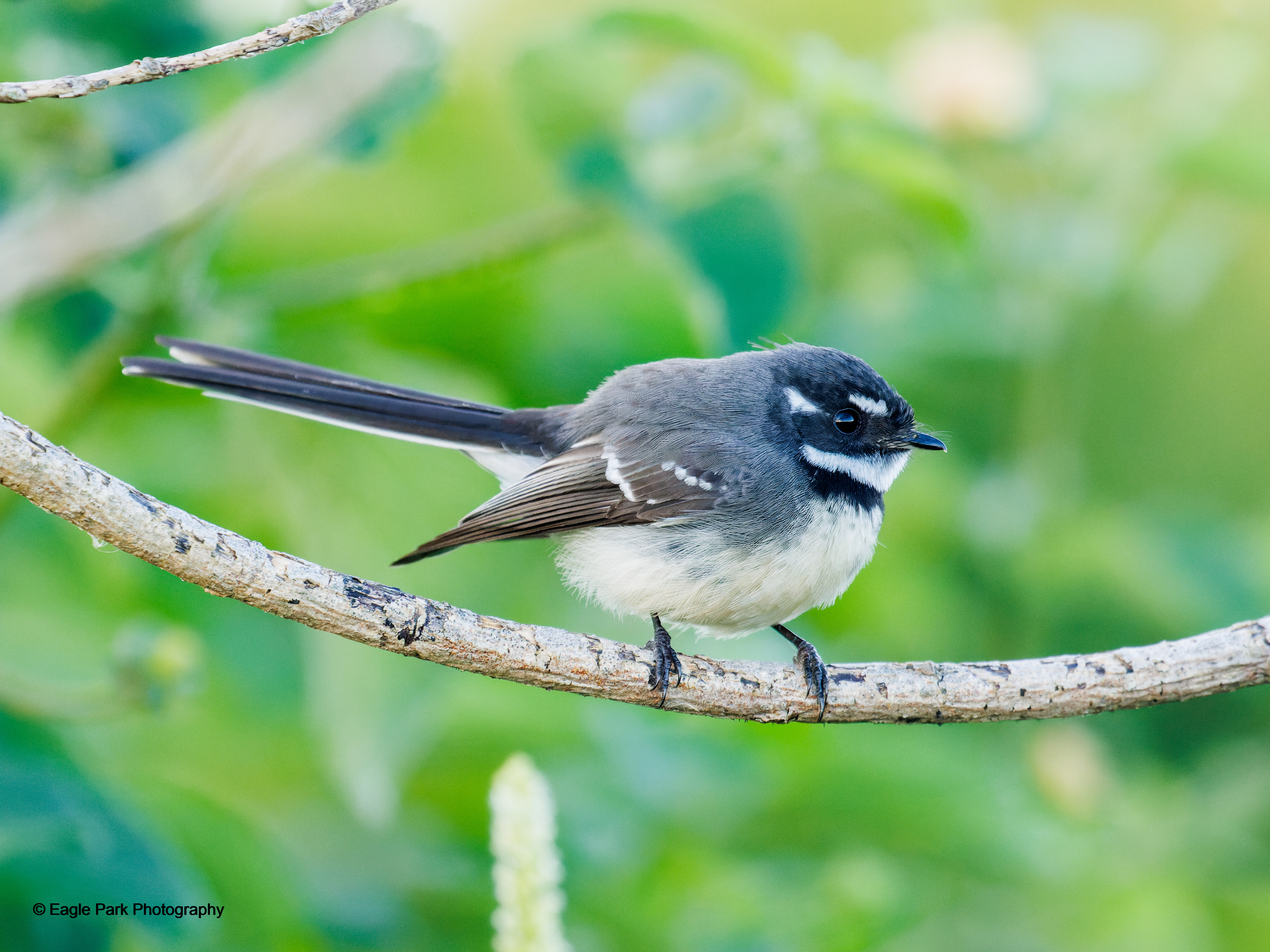 Gray Fantail