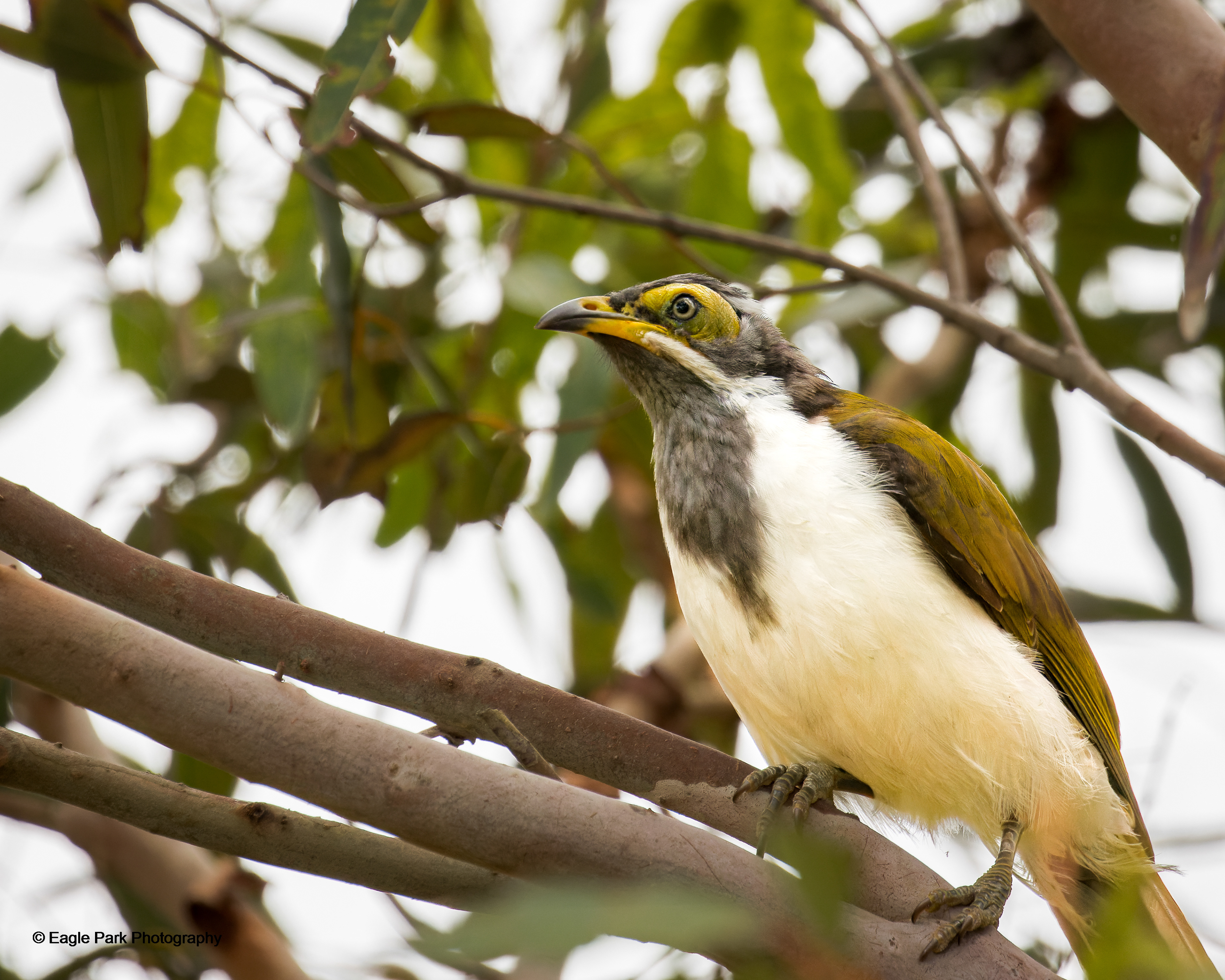 Blue Faced Honeyeater