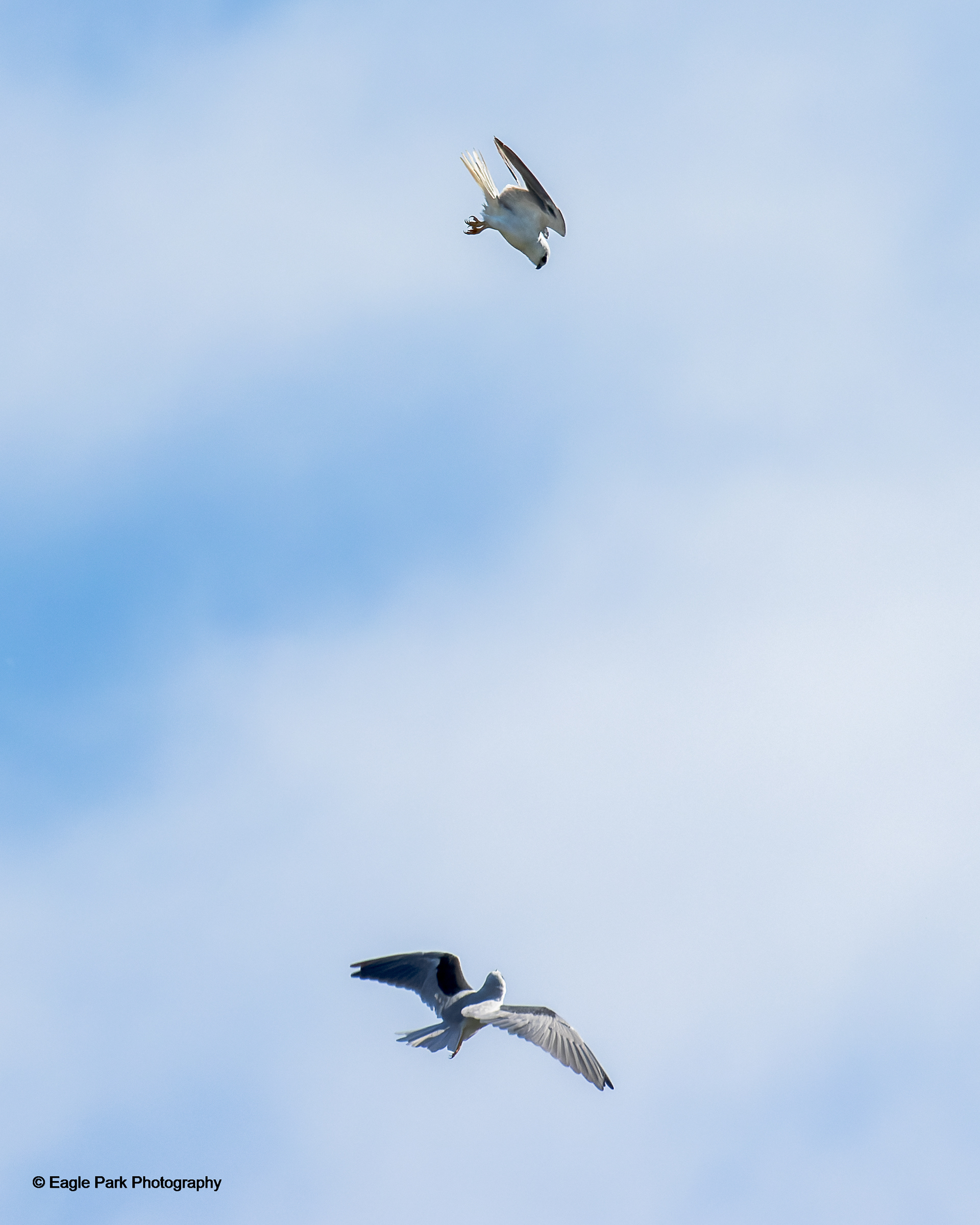 Black Shouldered Kite