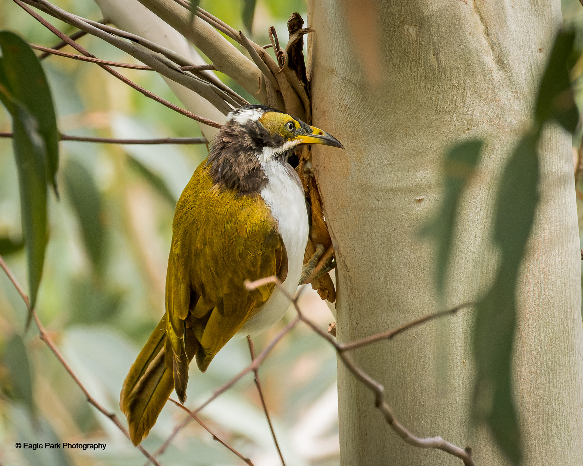 Blue Faced Honeyeater