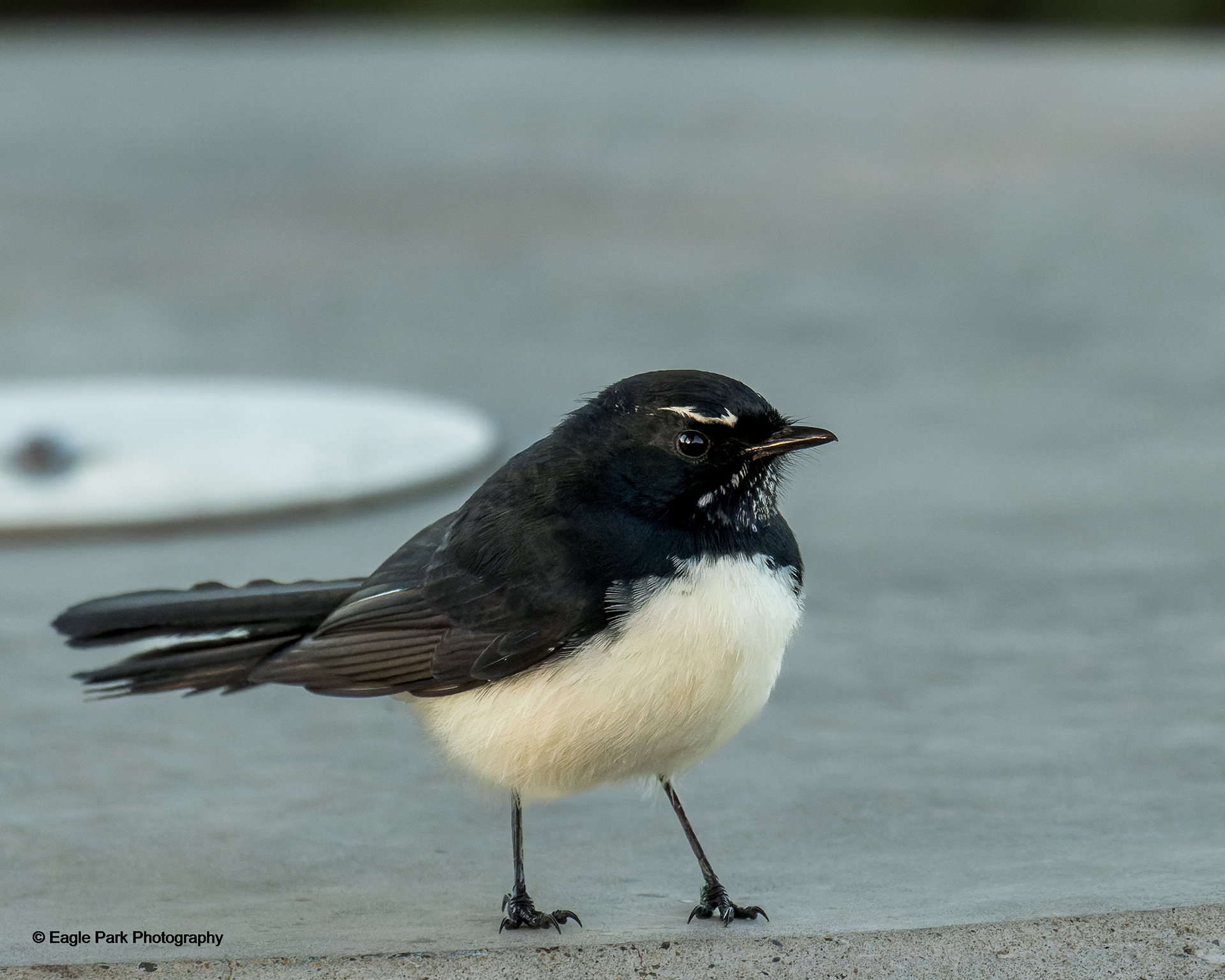 Willie Wagtail