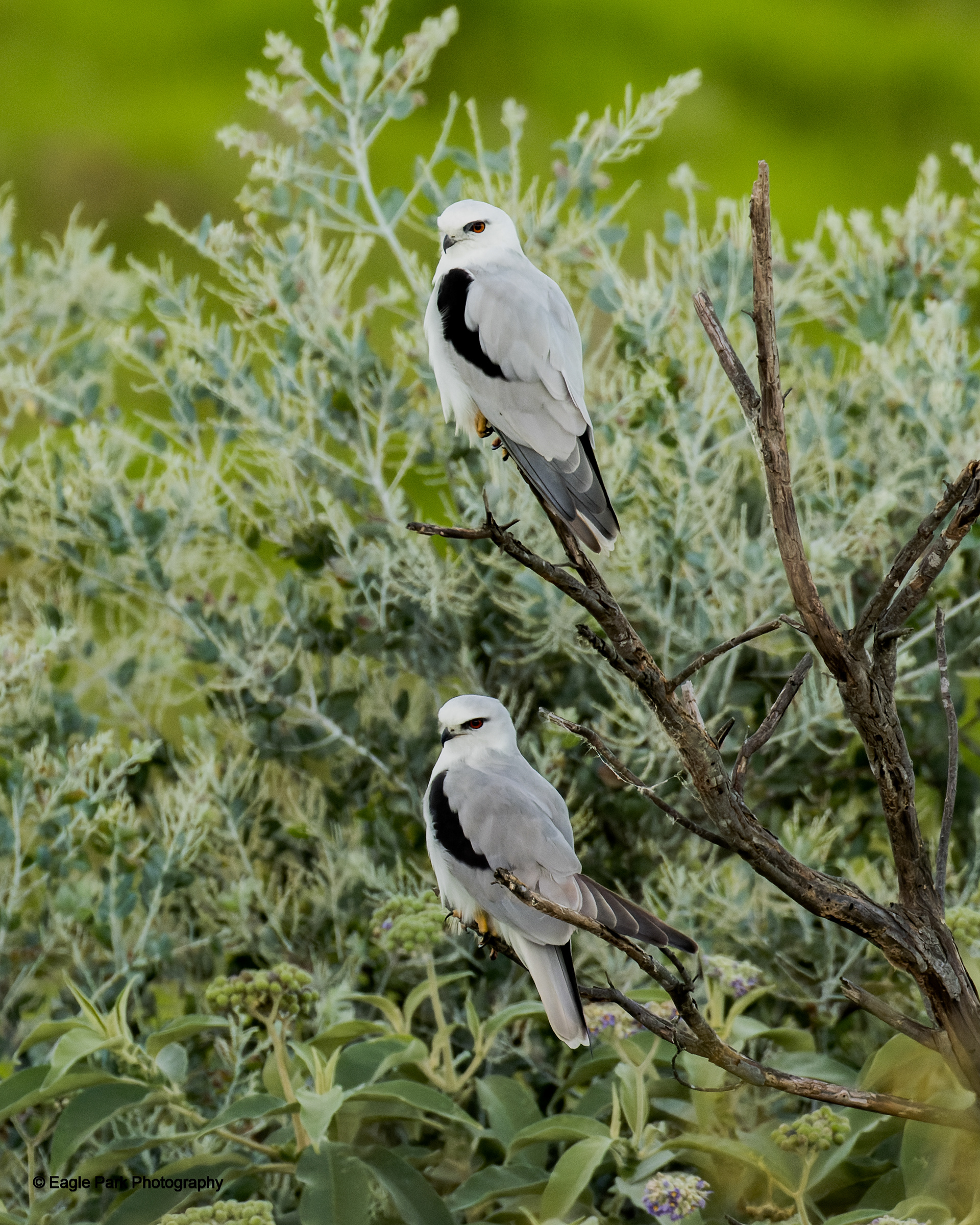 Black Shouldered Kite