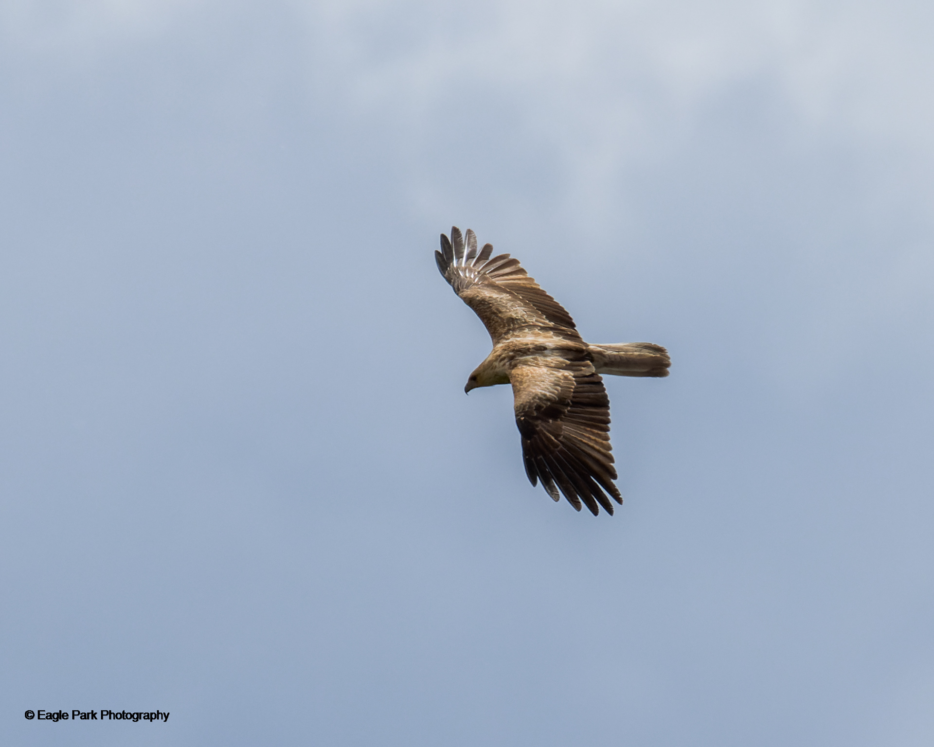 Whistling Kite