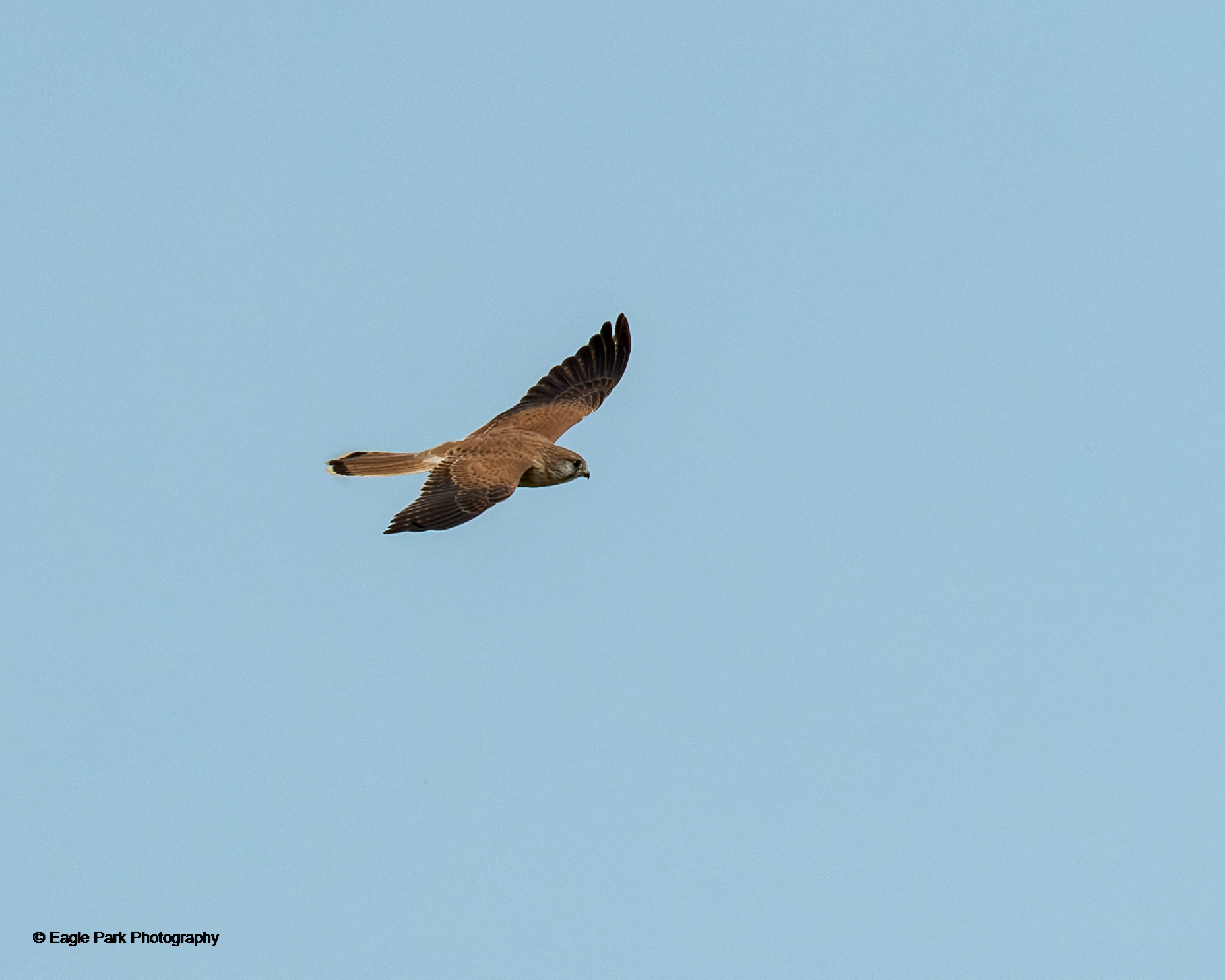 Nankeen Kestral