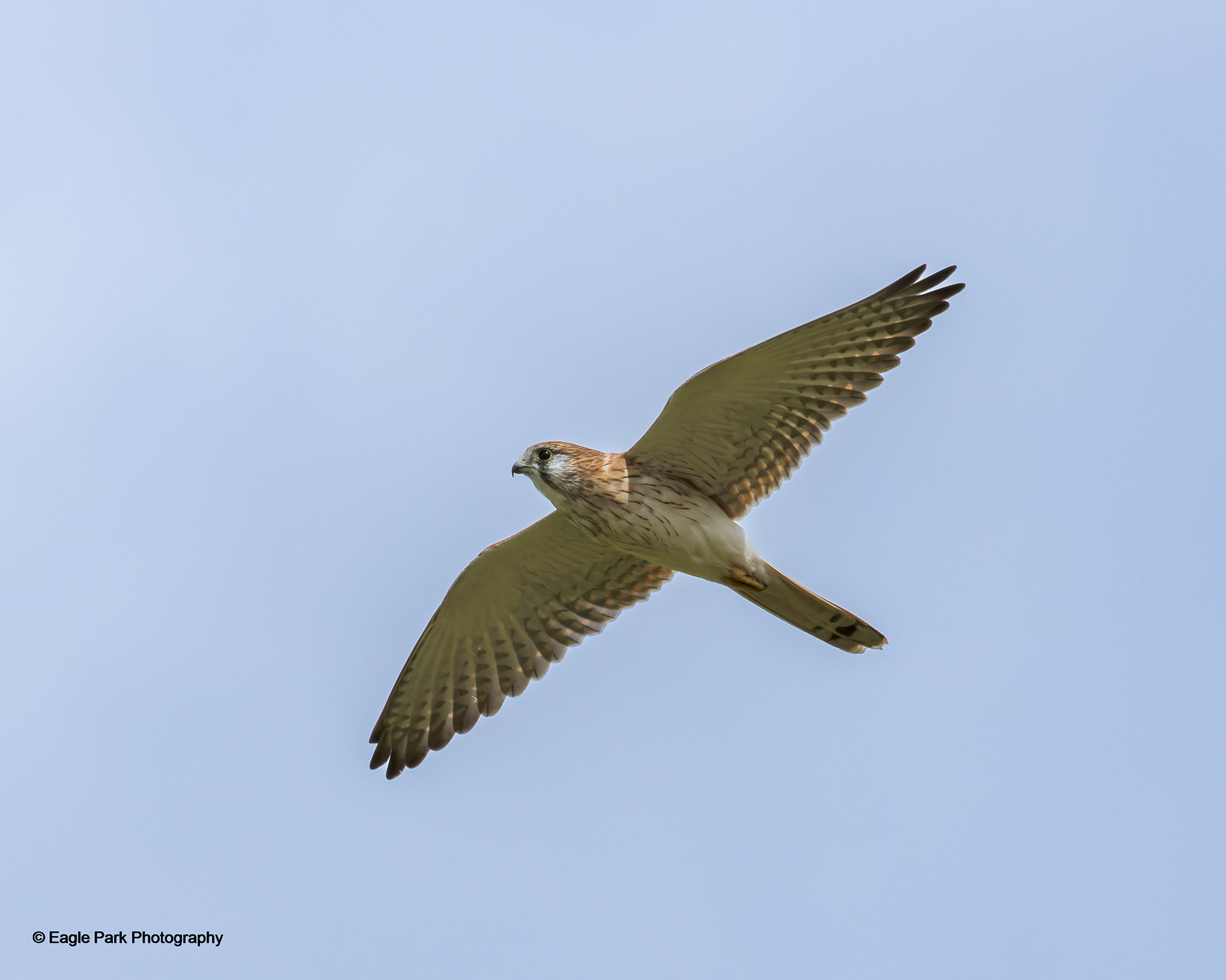 Nankeen Kestral