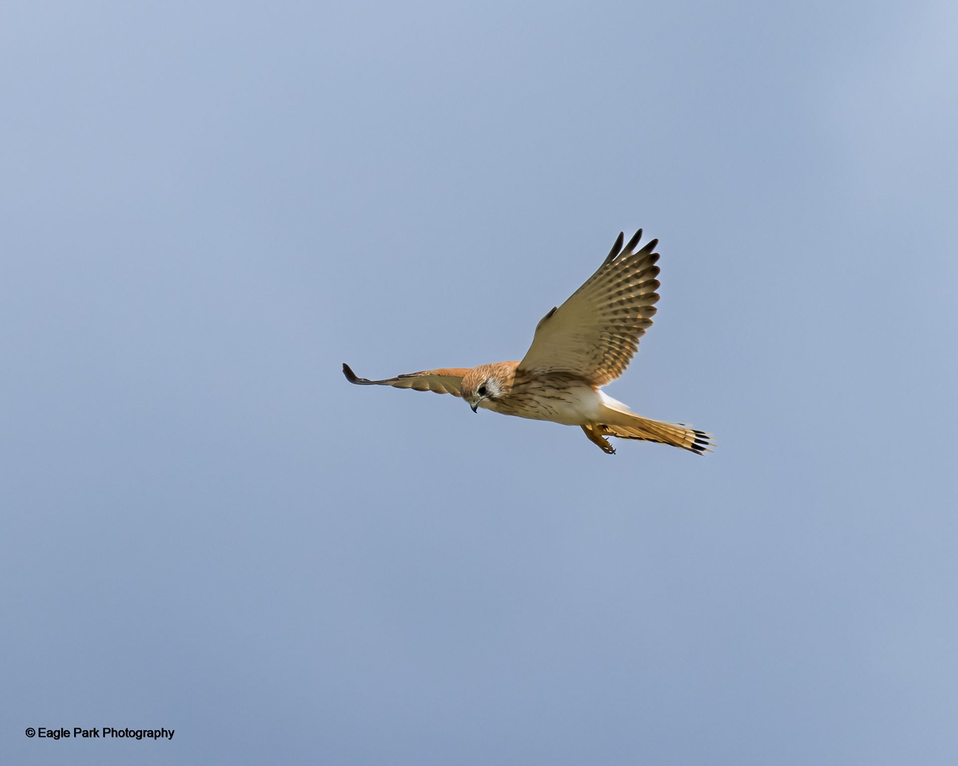 Nankeen Kestral