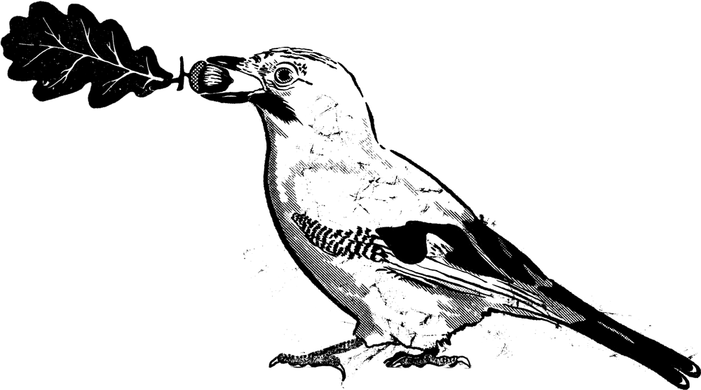Illustration: Der Eichelhäher – Gärtner des Waldes 