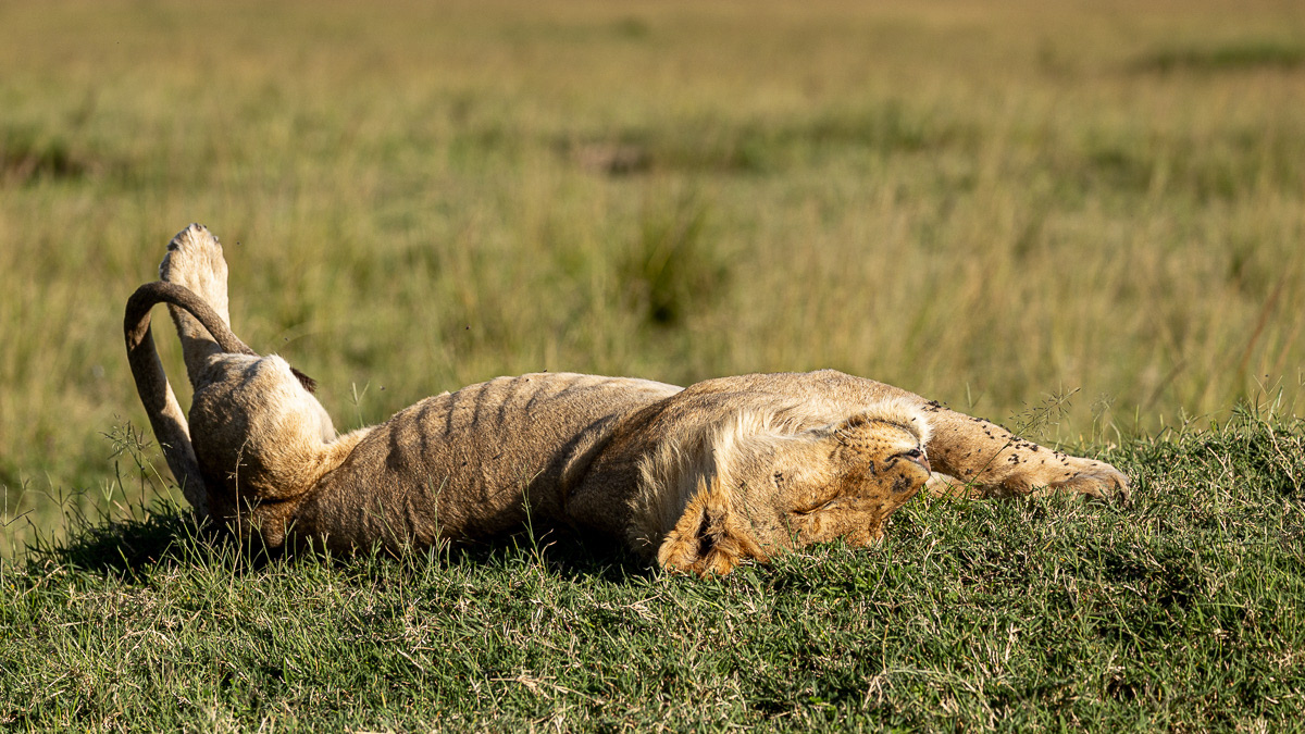 Lion