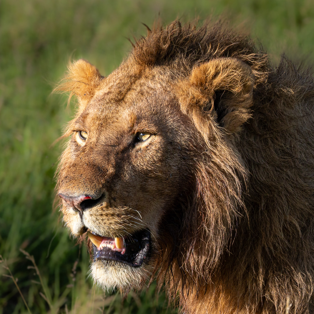 Lion