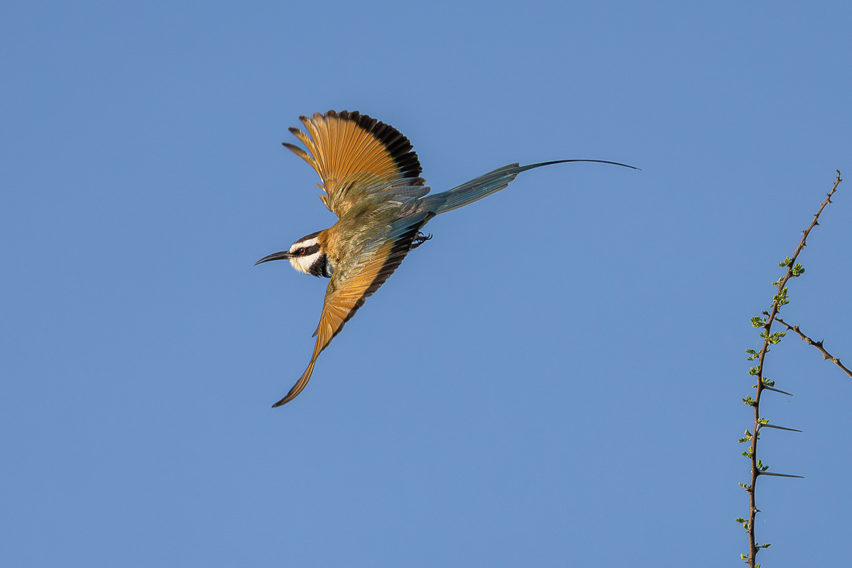 Guêpier à gorge blanche