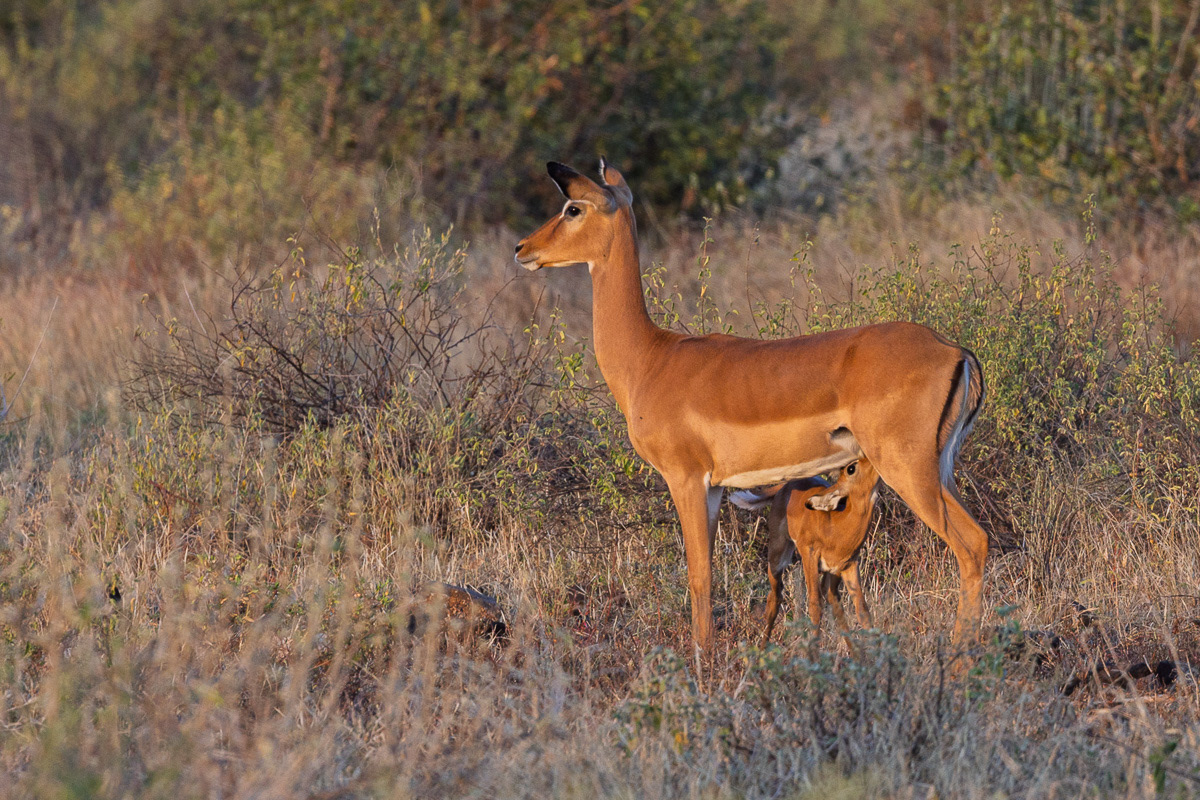 Impala