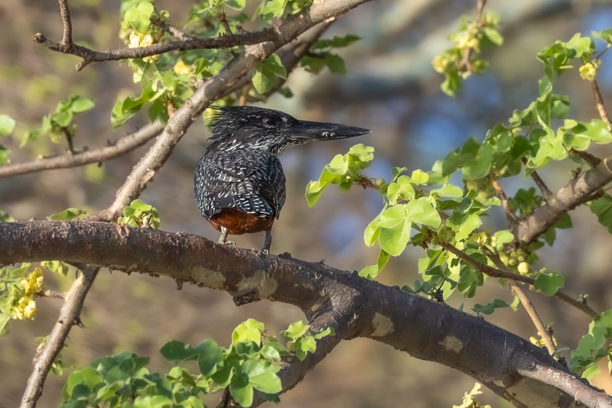 Martin pêcheur géant