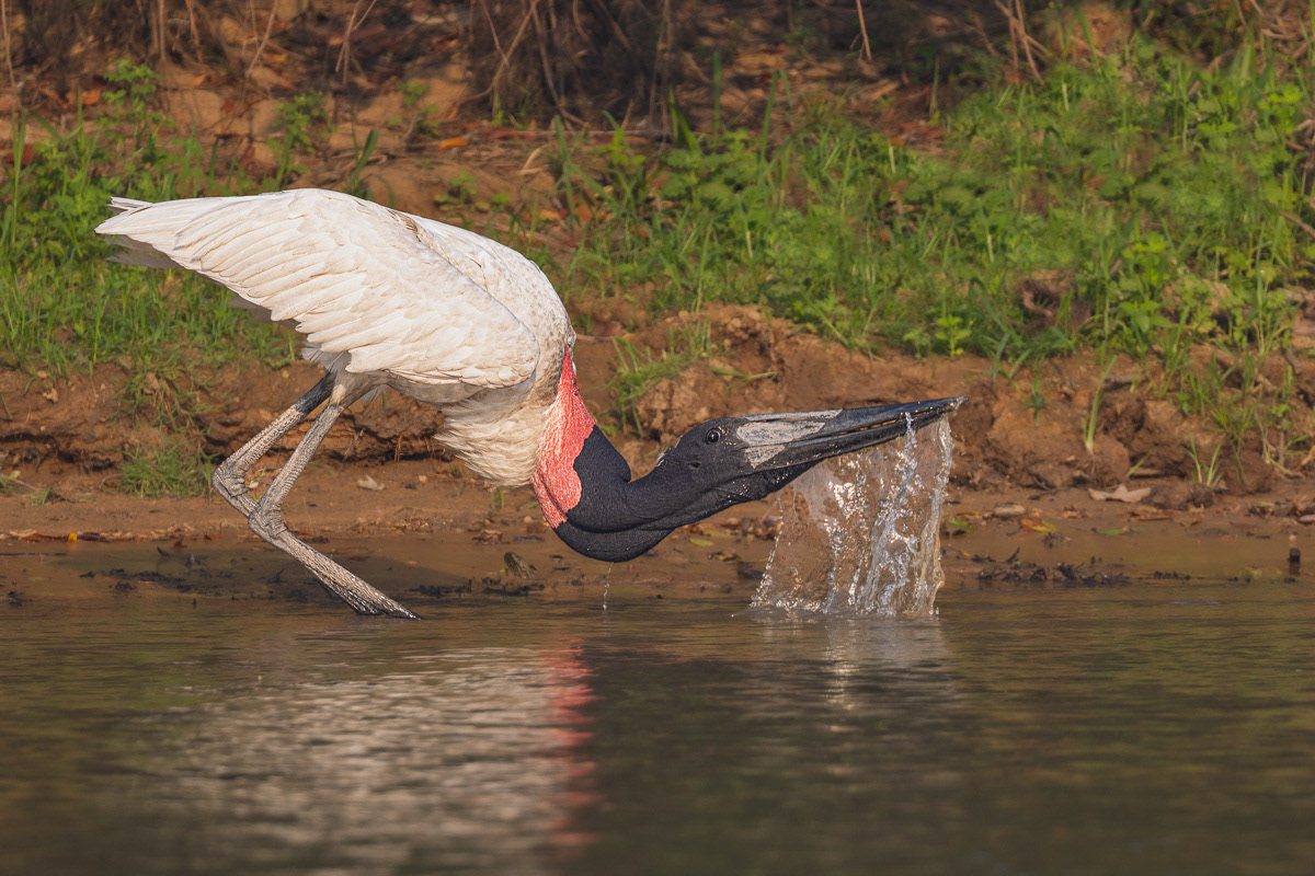 Jabiru d'Amérique