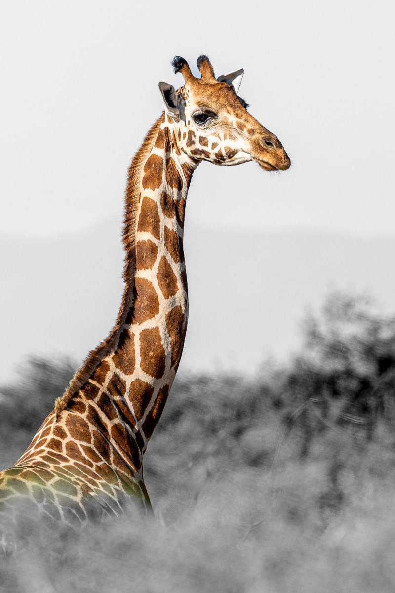 Girafe de Rothschild