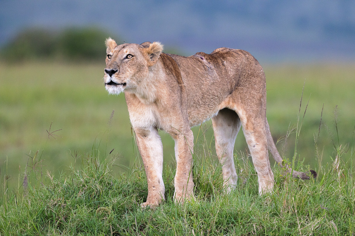Lion
