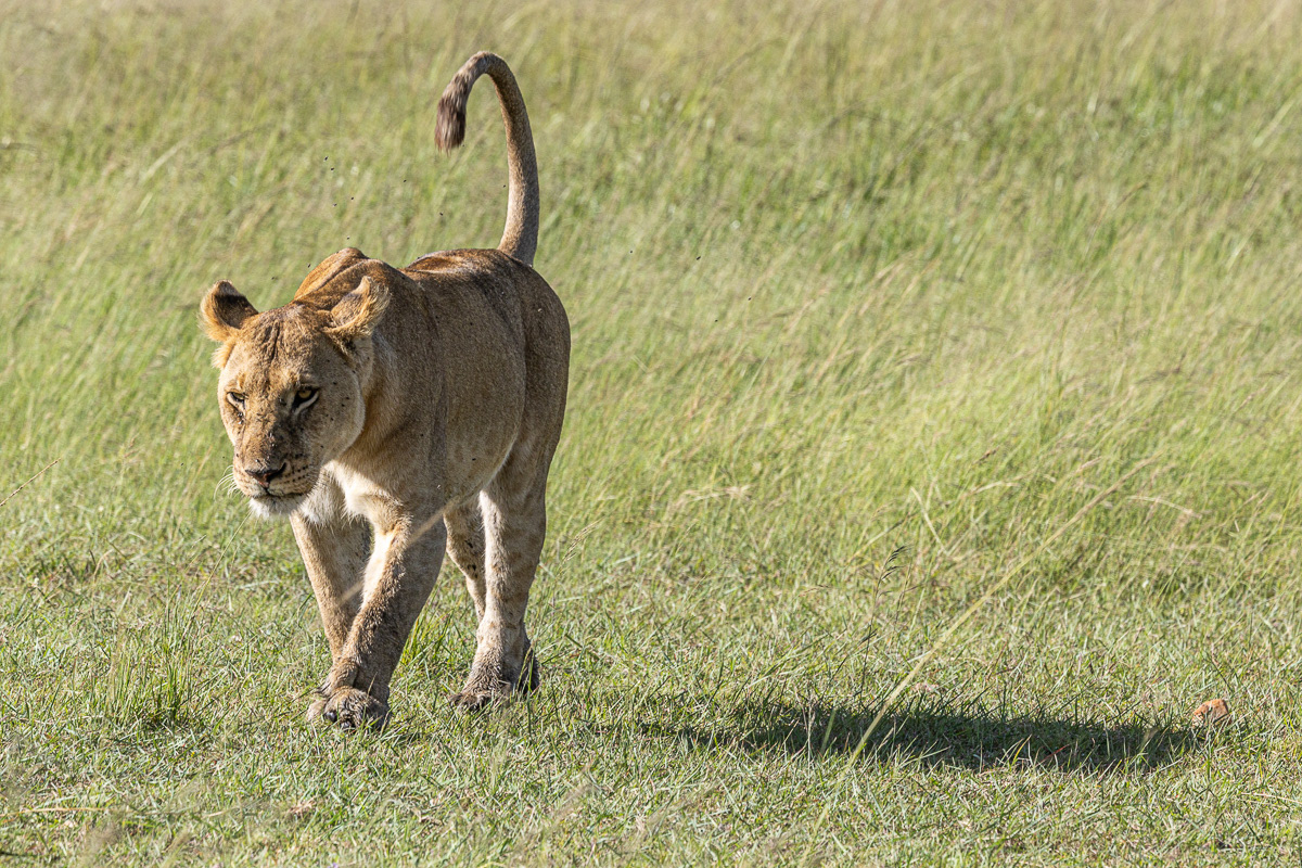 Lion