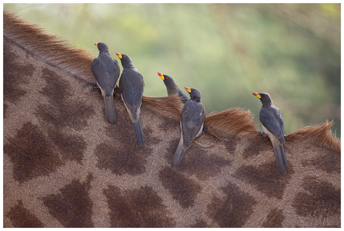 Piqueboeuf à bec rouge