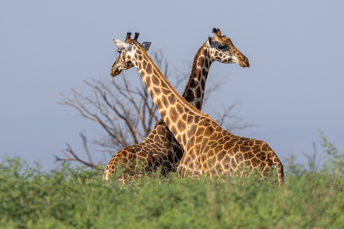 Girafe de Rothschild