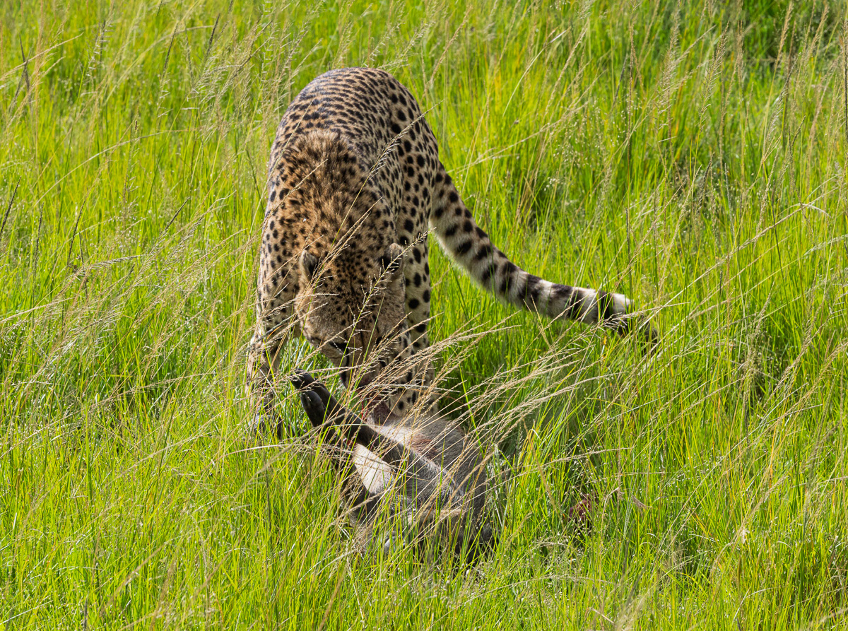 Guépard