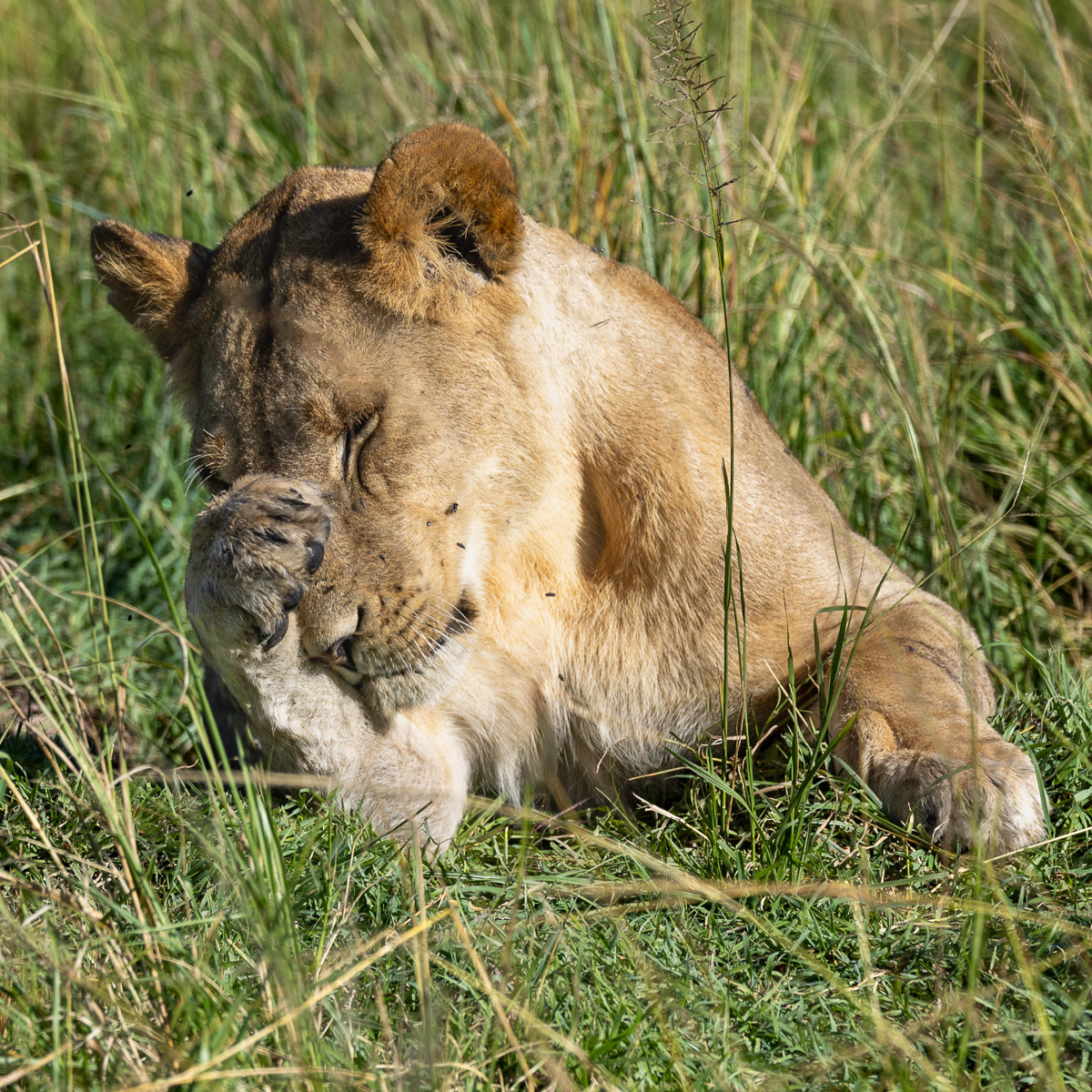 LionLion