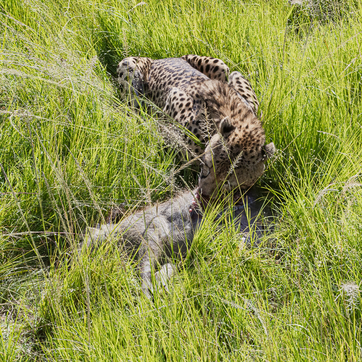 Guépard