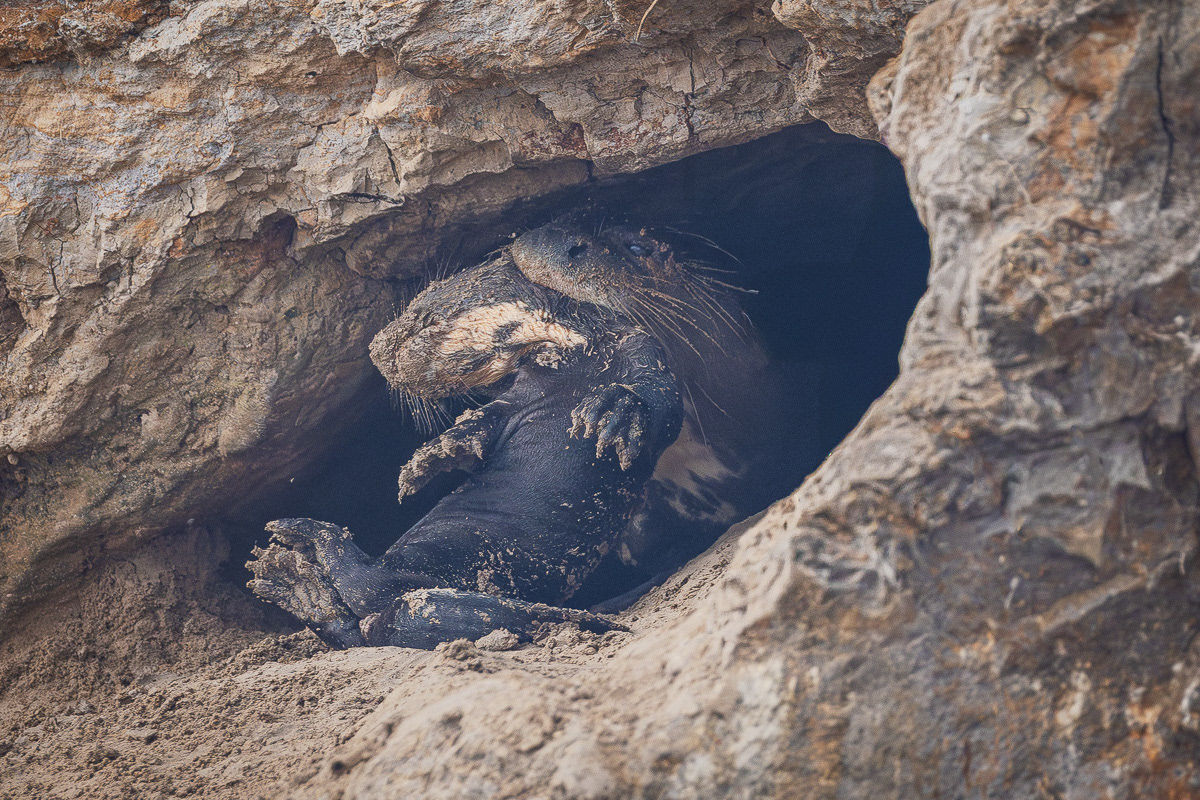 Il revient au terrier