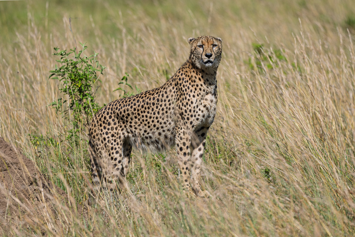 Guépard