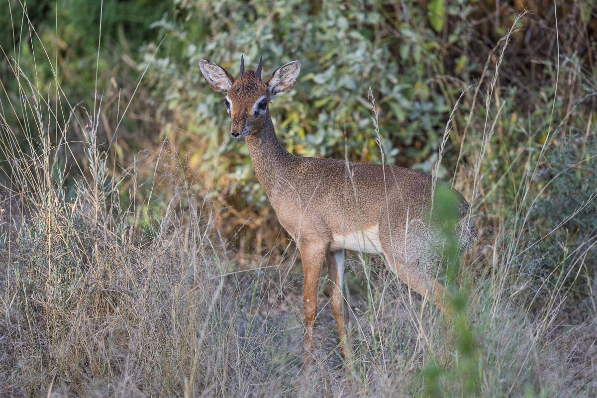 Dik Dik