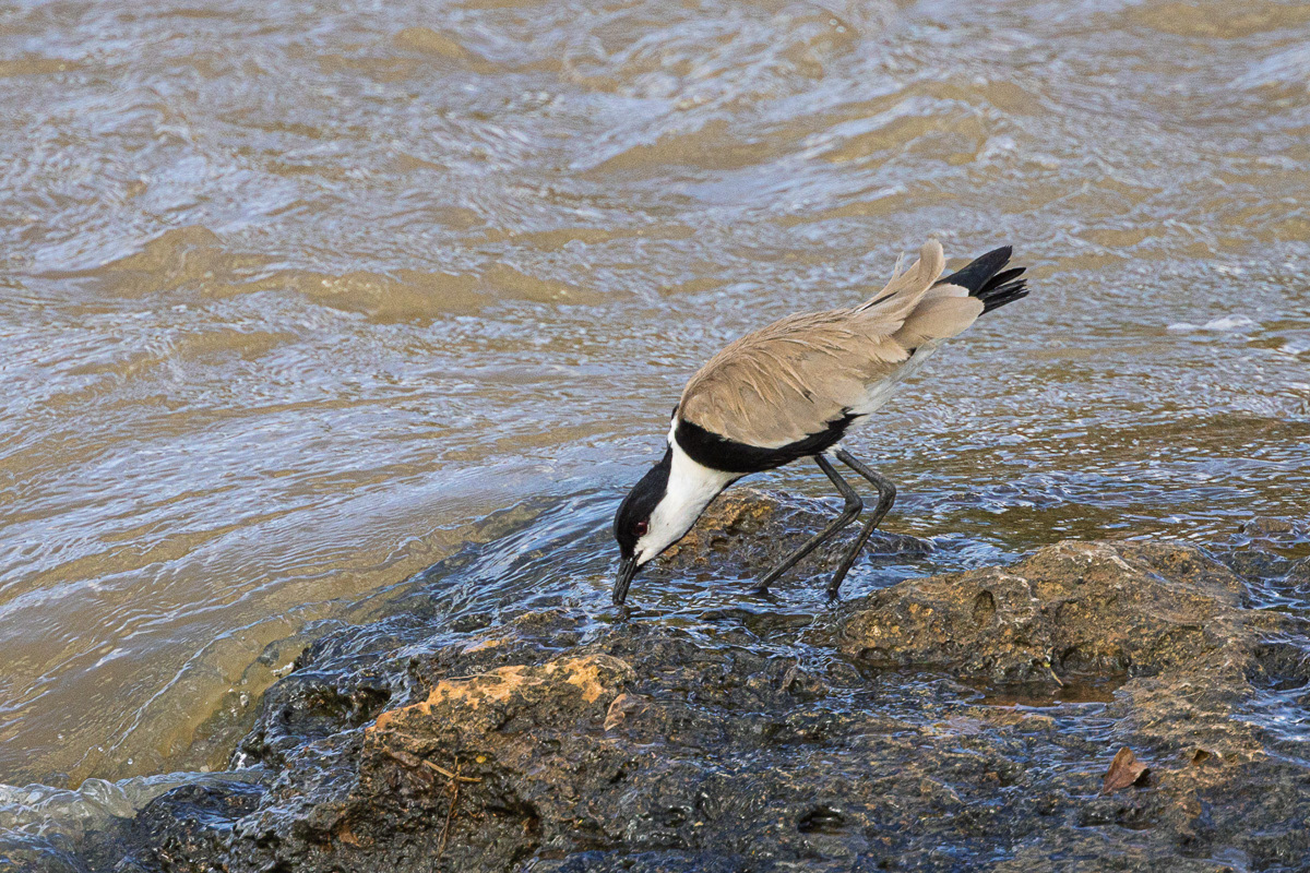 Vanneau à tête noire
