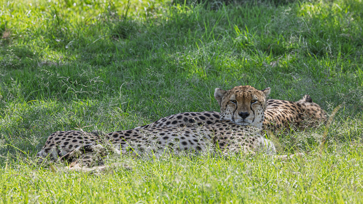 Guépard