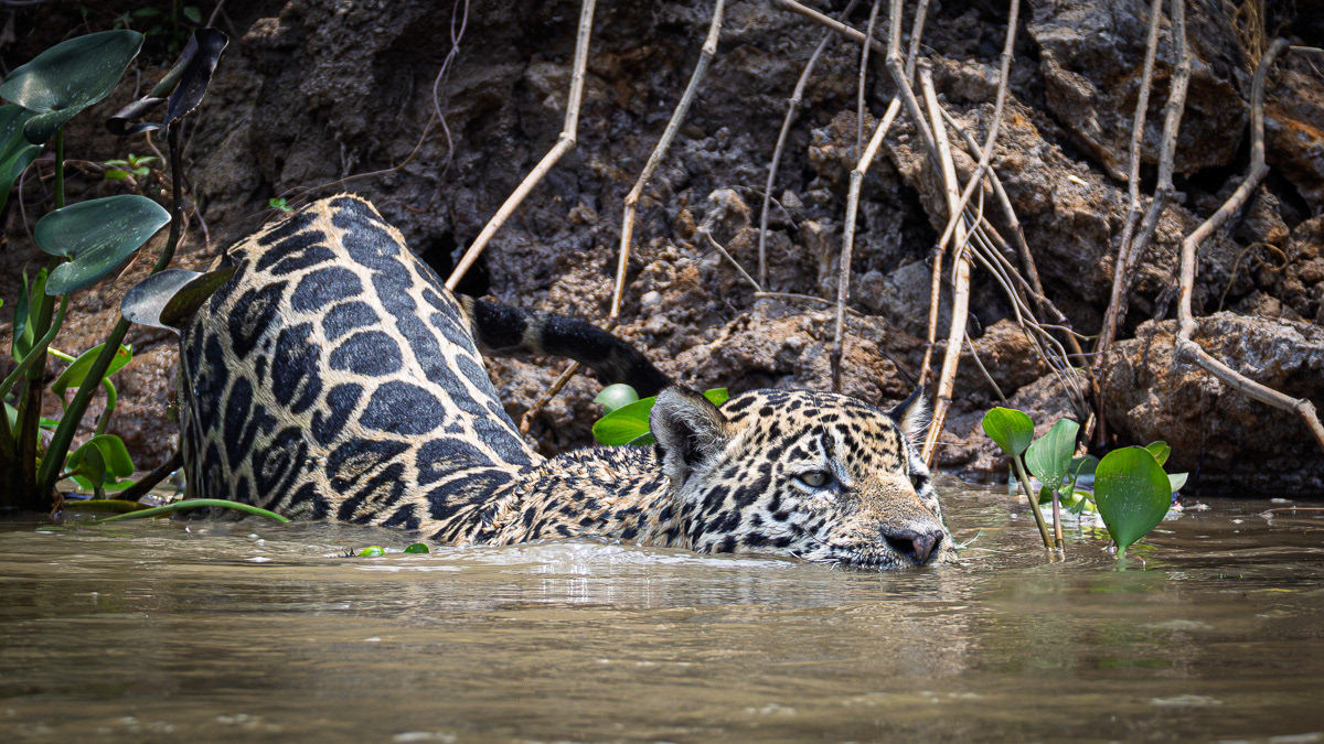 Prédation du Caïman par le jaguar