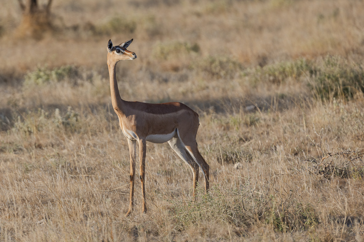 Antilope Girafe