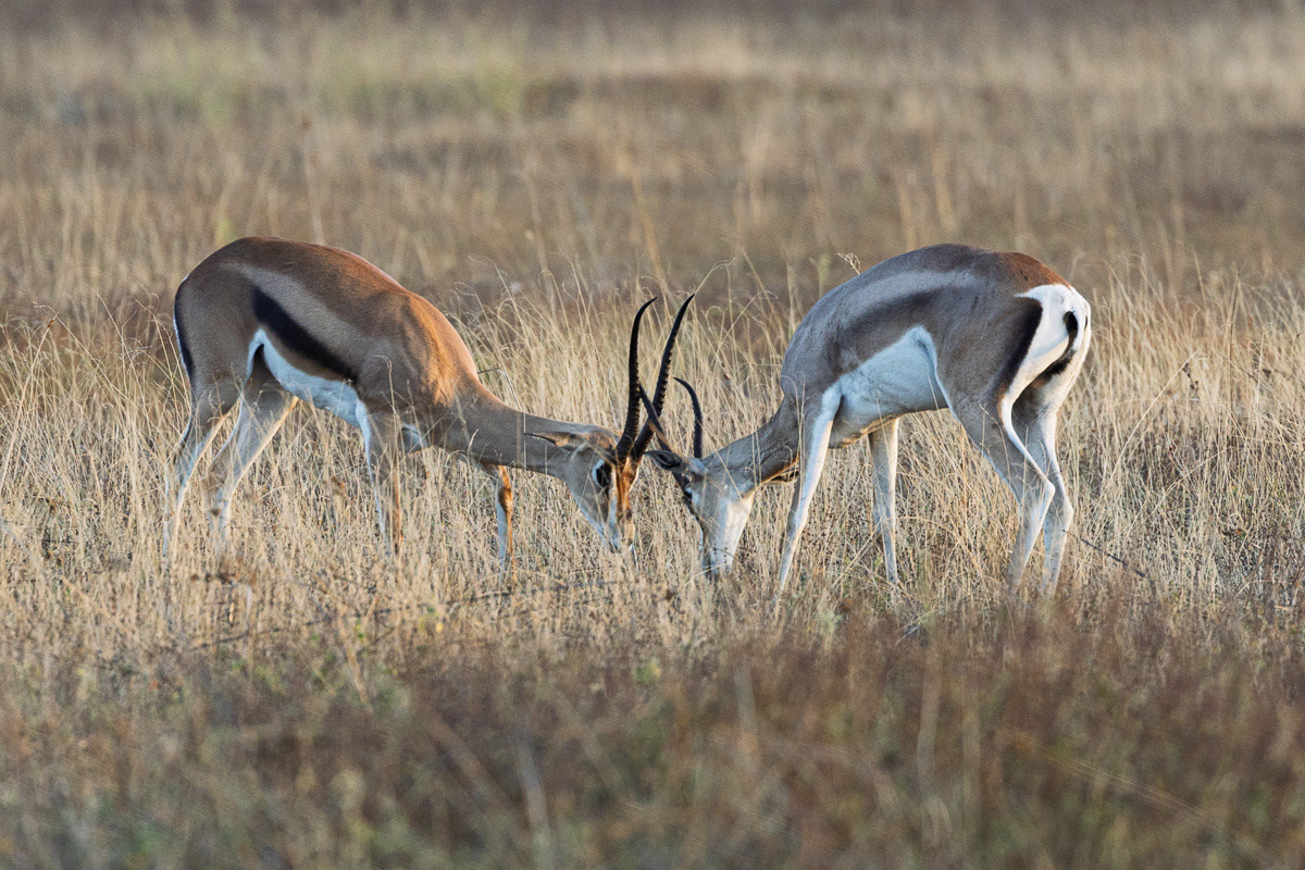 Gazelle de Grant