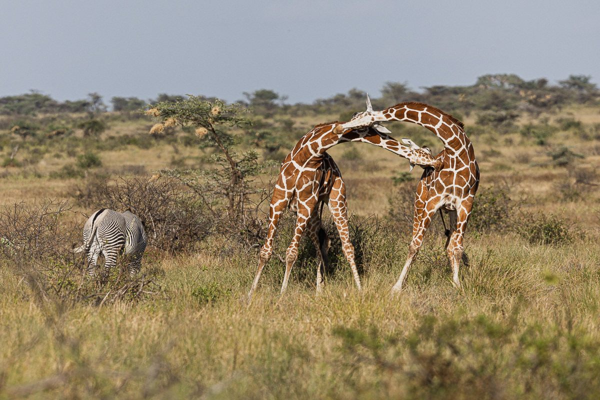 Girafe réticulée