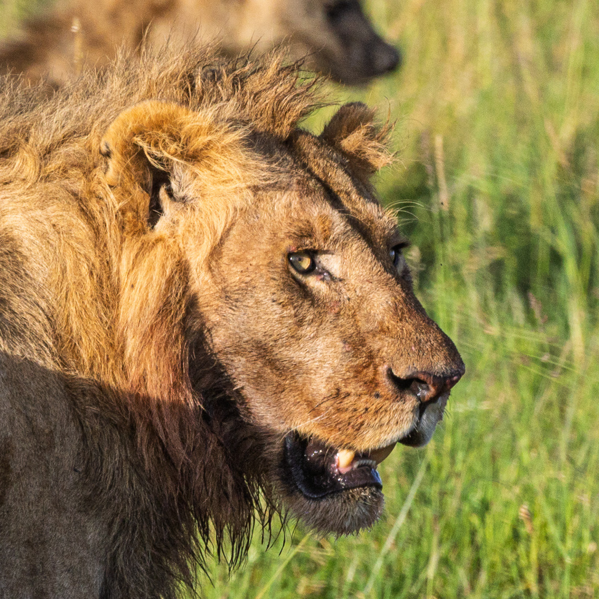 Lion