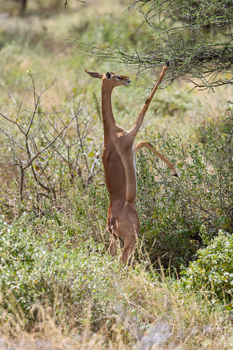 Antilope Girafe