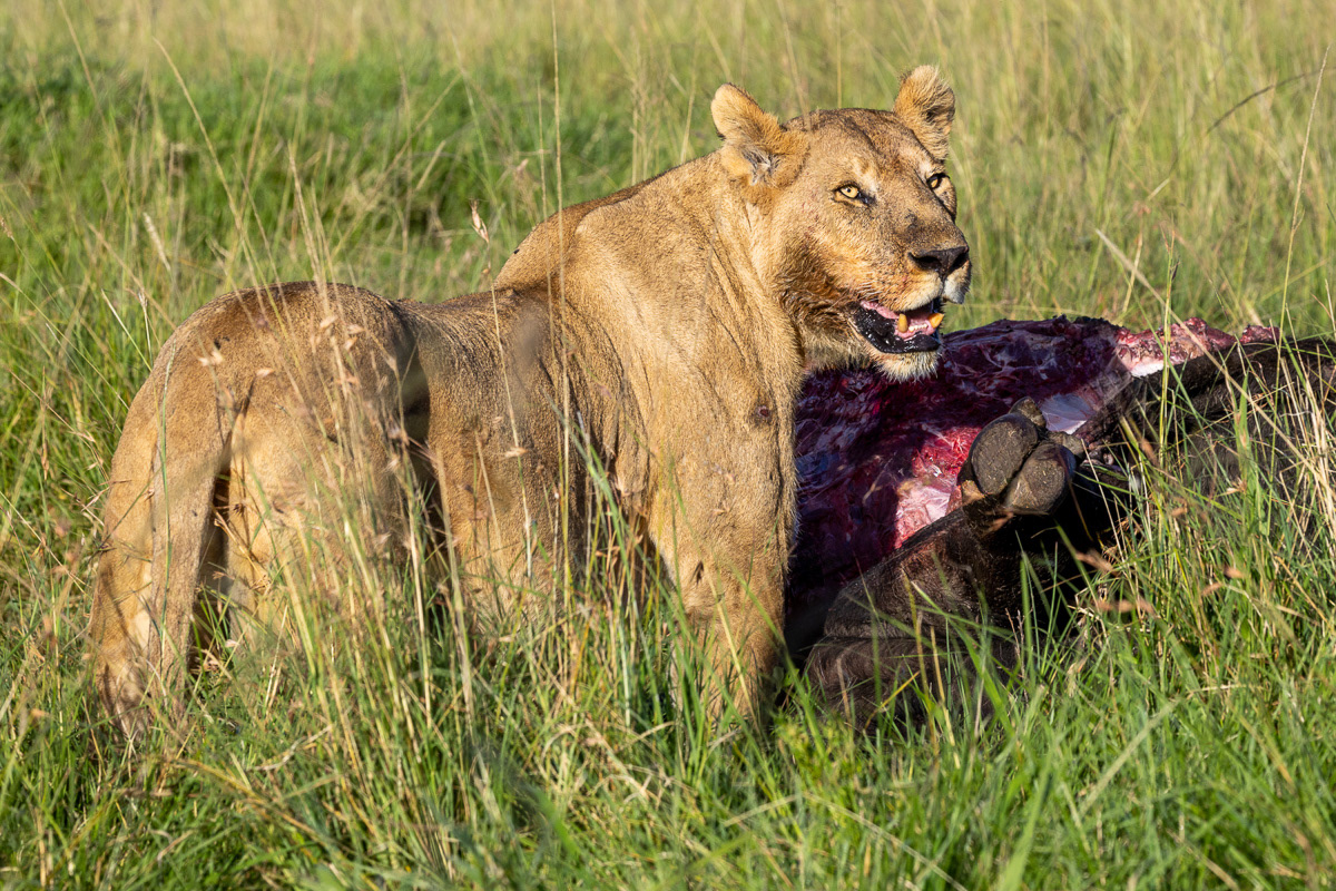 Lion