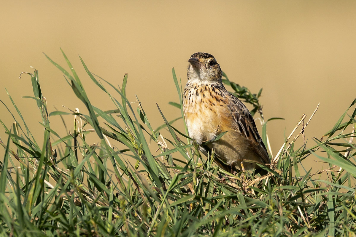 Pie-grièche écorcheur