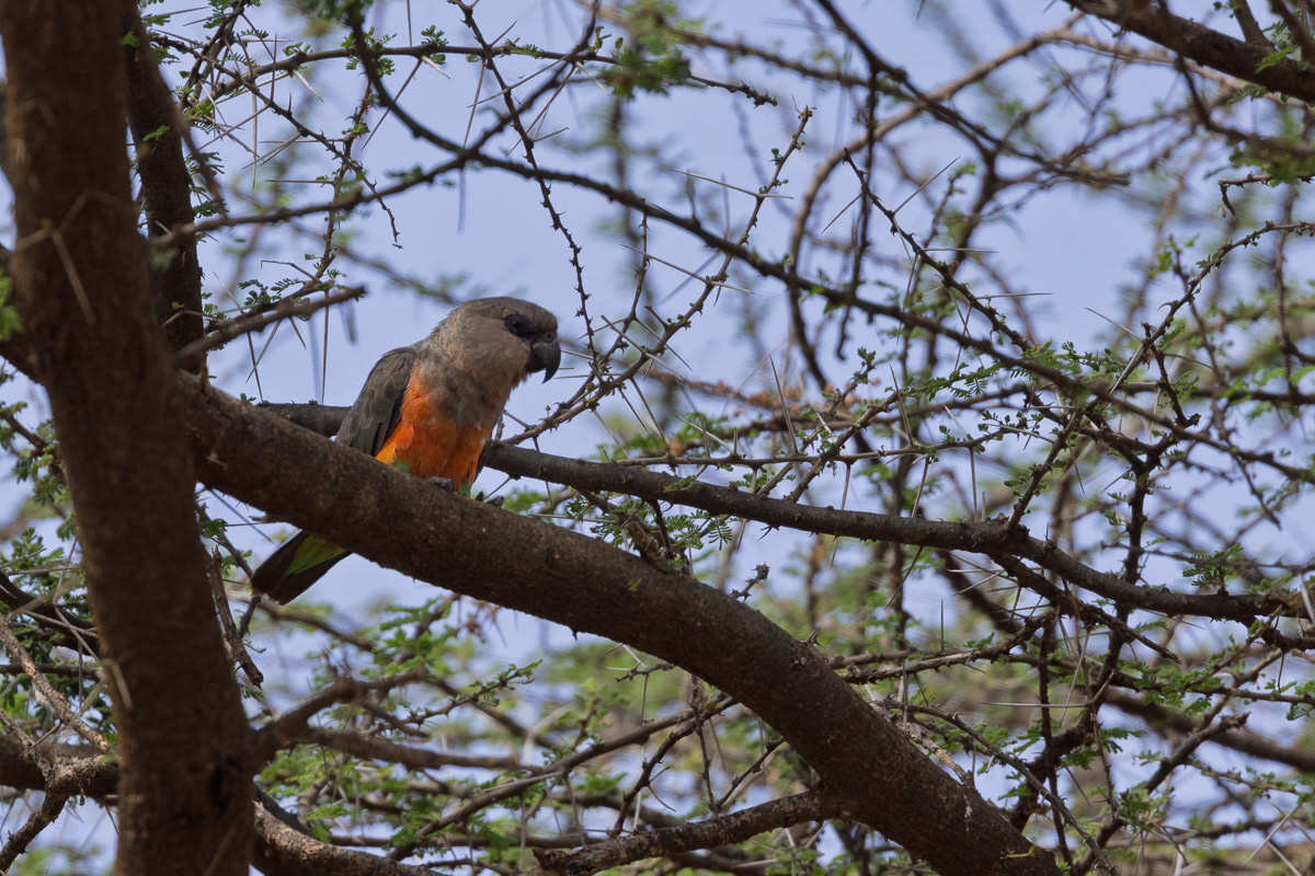 Perroquet à ventre rouge