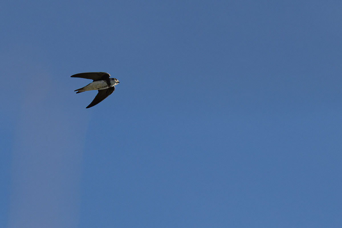 Hirondelle de fenêtre