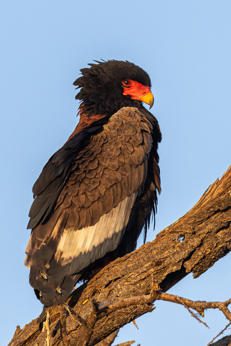 Bateleur des savanes