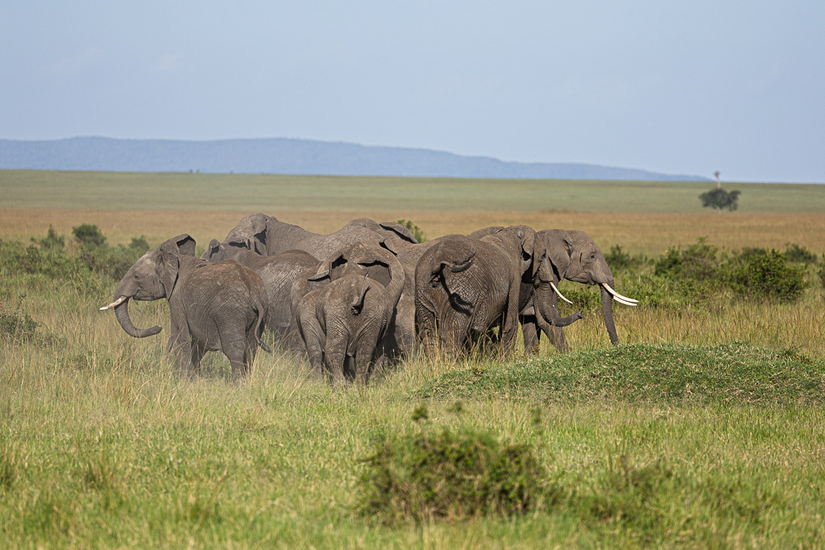 Eléphant