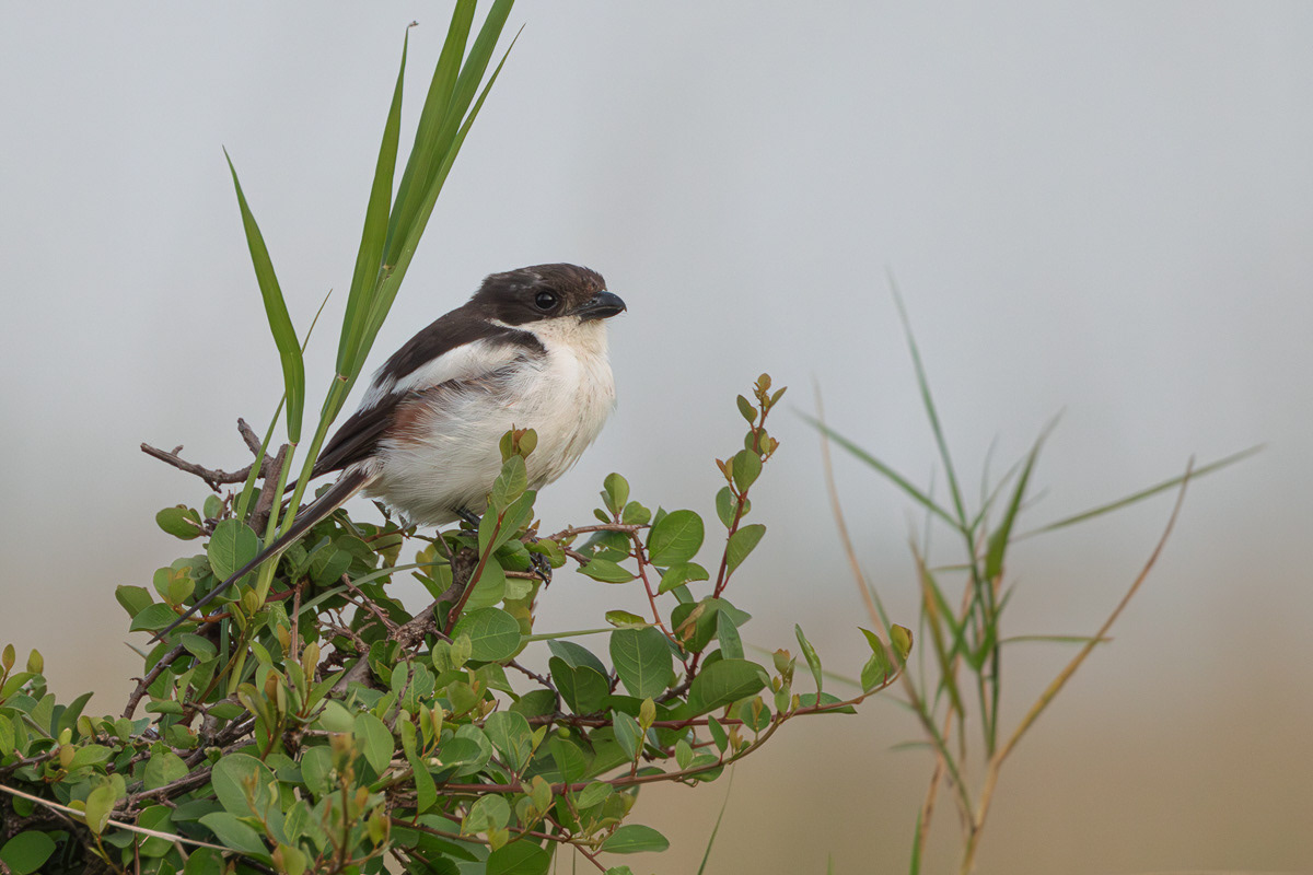 Pie-grièche à dos noir