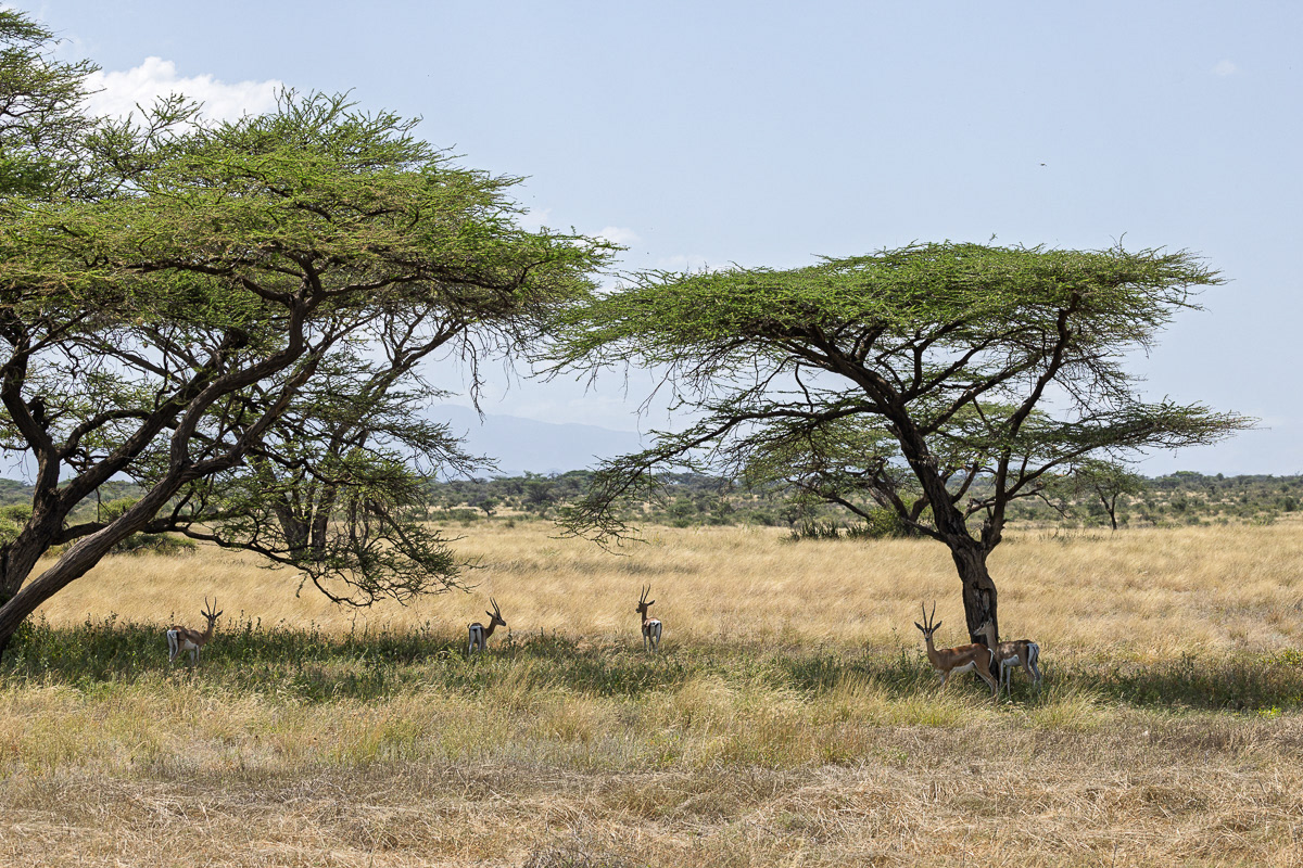 Gazelle de Grant
