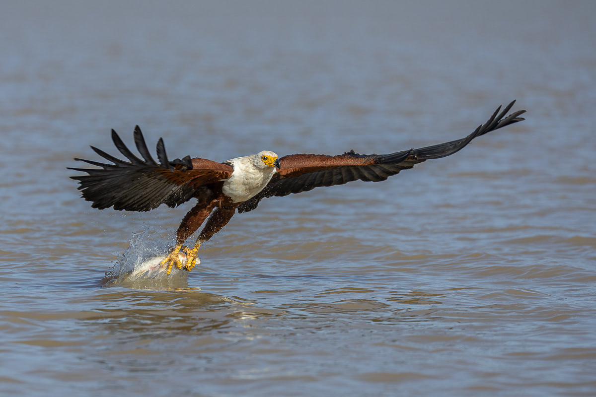 Pyguargue Vocifer 1 (Dibond 40x60)