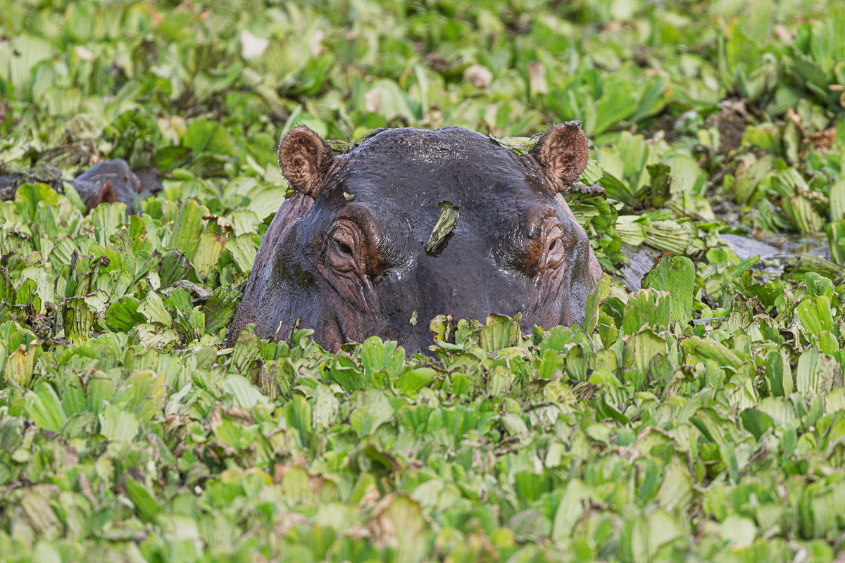 Hippopotame