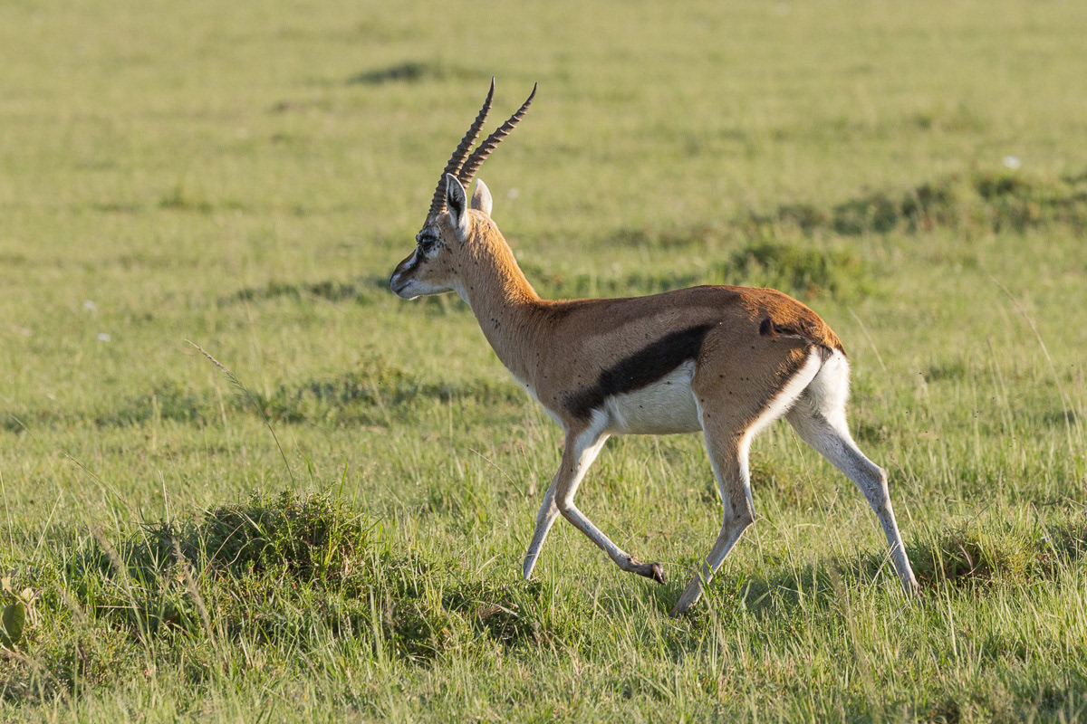 Gazelle de Thomson