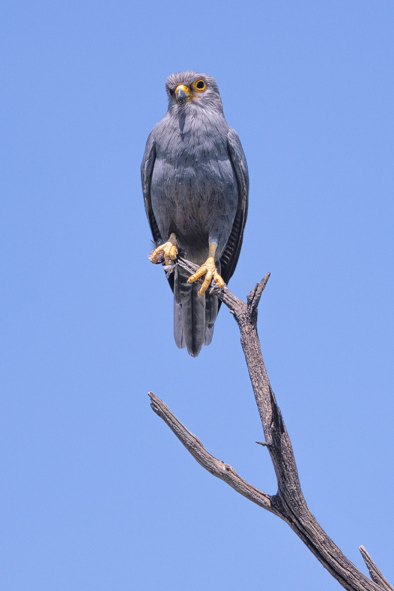 Buse à queue barrée